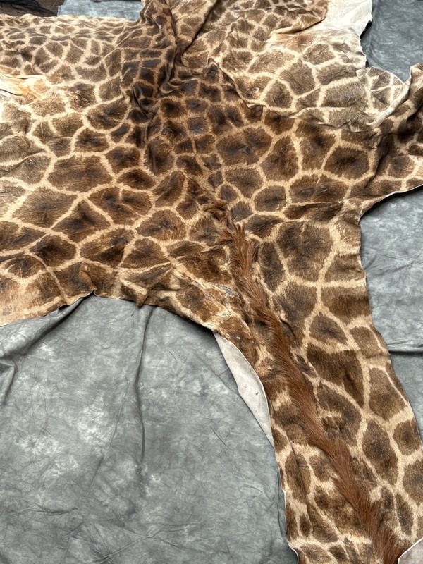 Authentic Giraffe Hide Rug – Large African Skin – Unique Statement Decor gallery