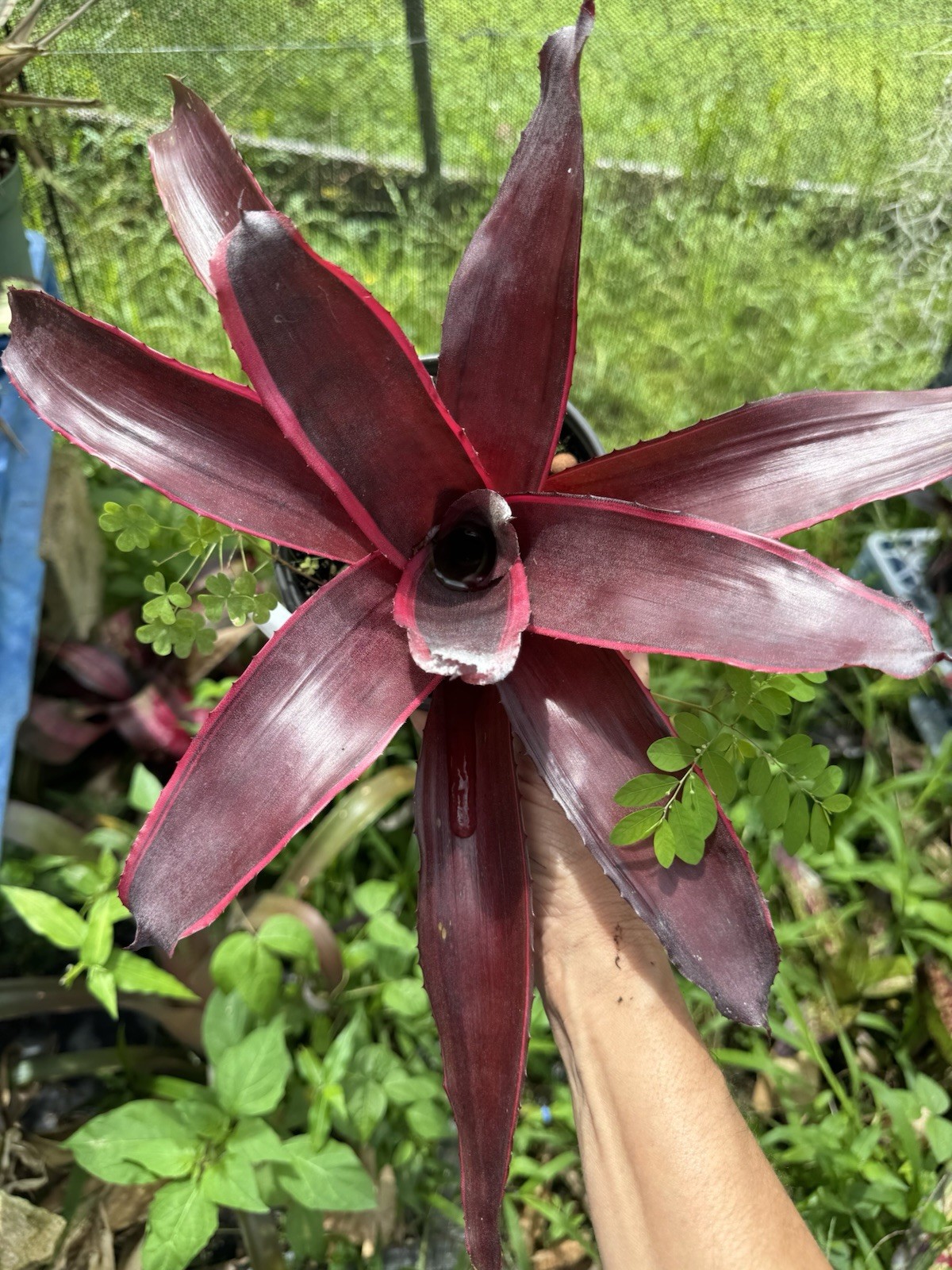 Neoregelia ‘Chester ’ Bromeliad gallery