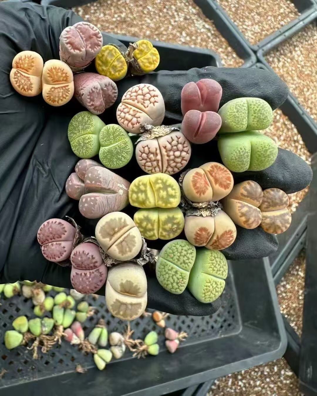5 Assorted double-head Lithops (Living Stones) 6 years old/mix/bare root gallery