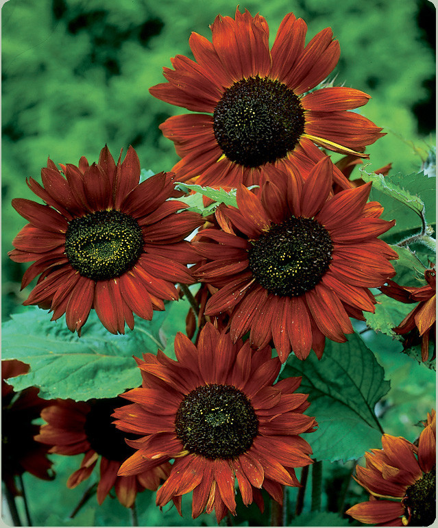 Velvet Queen Sunflower Seeds, Red Orange with Black Center, FREE SHIPPING gallery