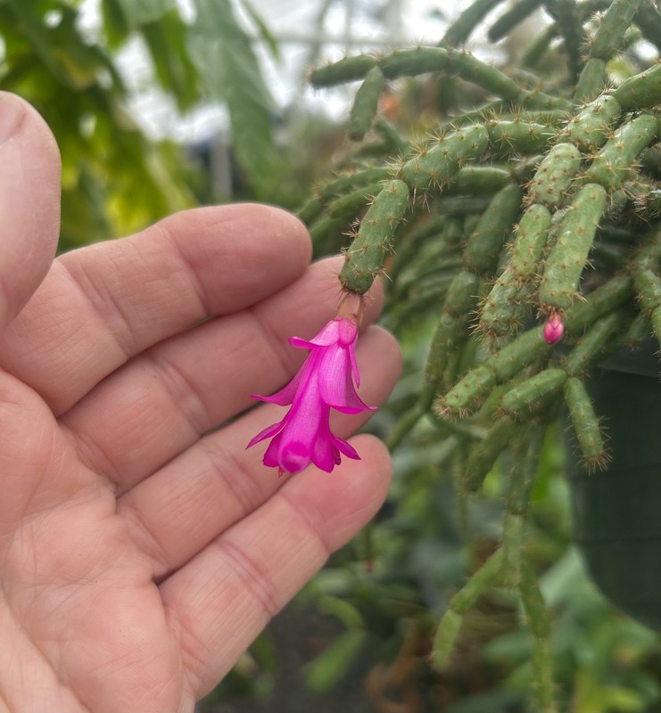 Schlumbergera microsphaerica - seedgrown clone of Brazilian lithophytic cactus gallery