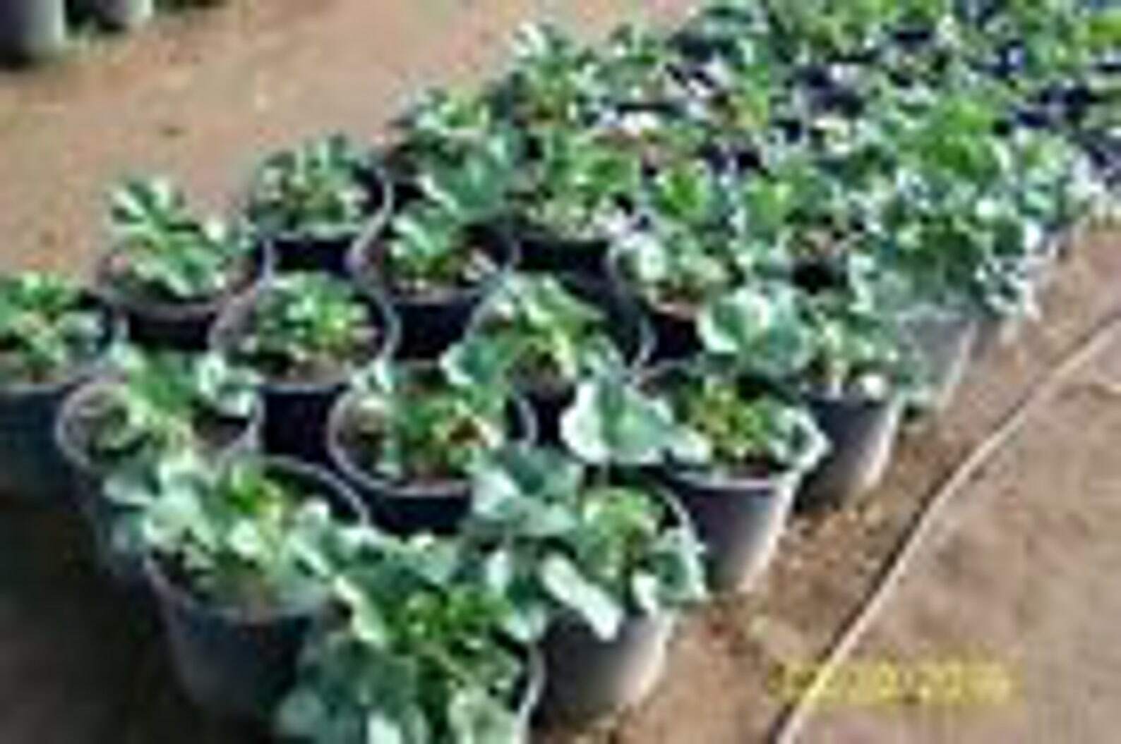 25 Ever Sweet Strawberry Plants - We Use Organic Soil and Organic Amendments ! gallery