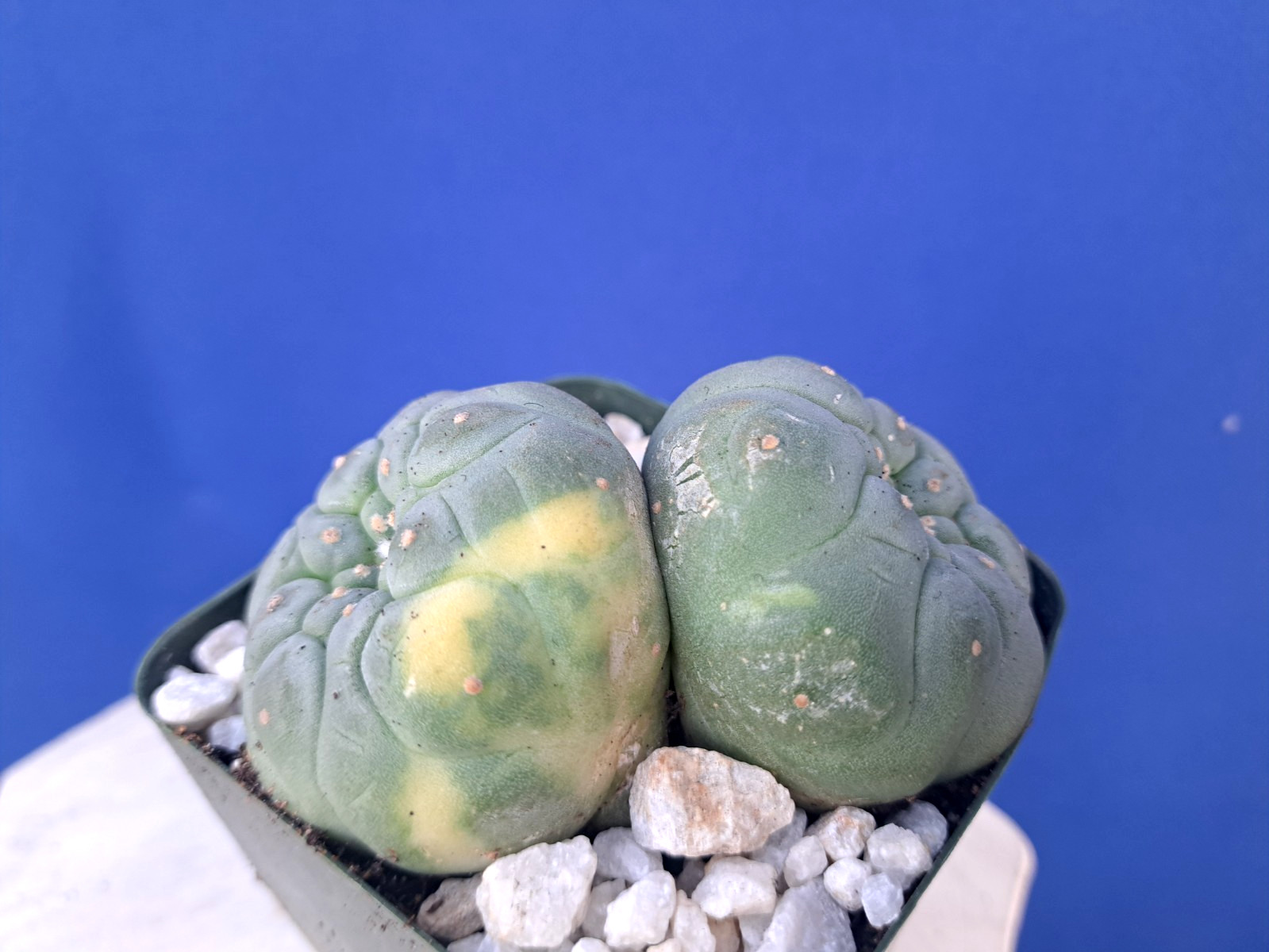 Unique Double Heads Variegated Barrel Cactus Cluster Plant Collectors RARE gallery