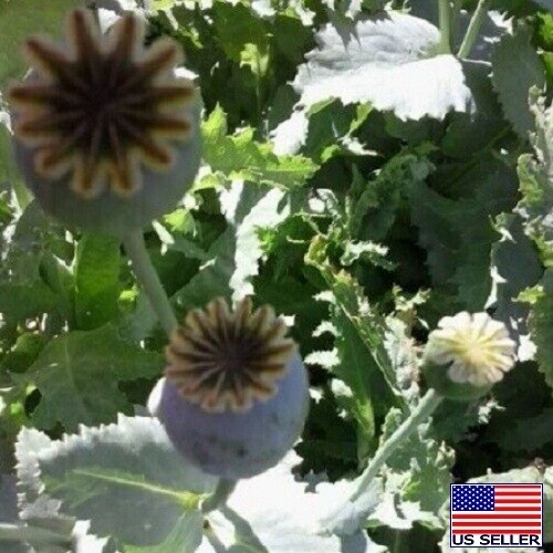 Untreated, Organic Turkish Papever Somniferum Poppy Seeds 20,000+ For Planting gallery