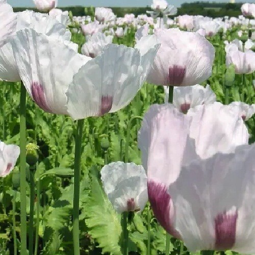 Bulk Czech Republic Organic Papavear Somniferum Poppy Seeds for Planting Non-GMO gallery