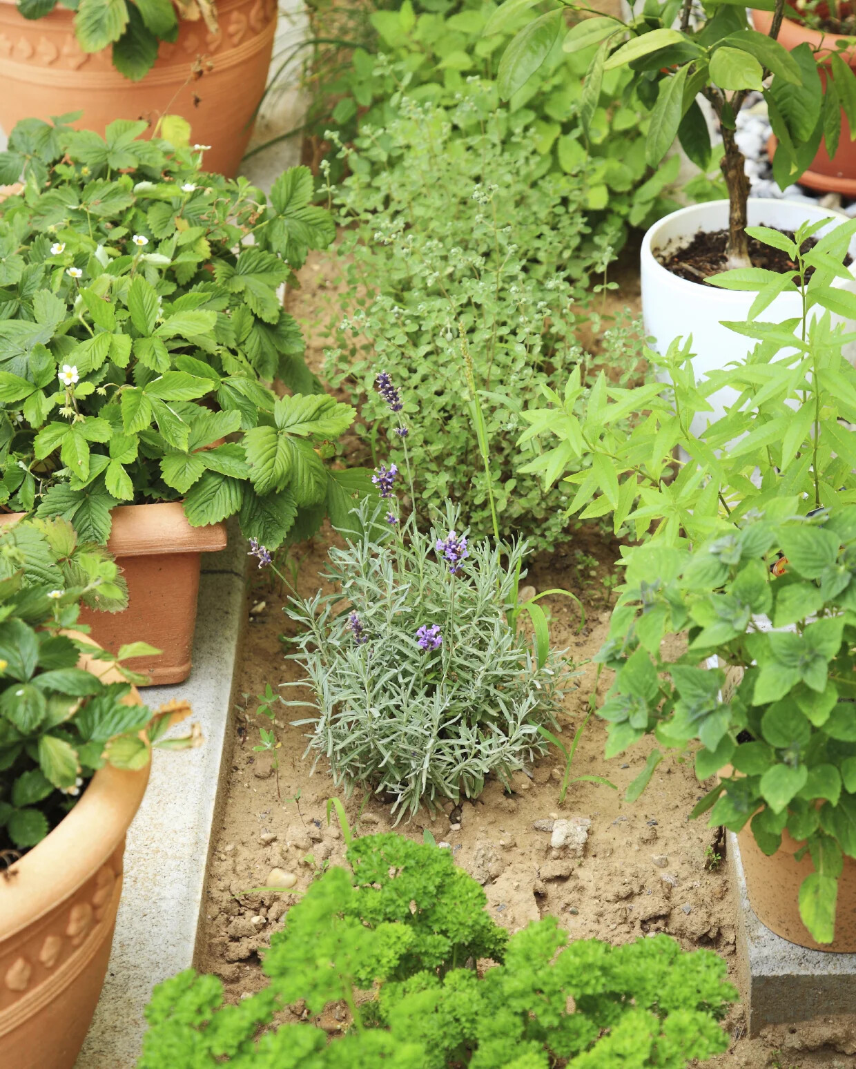 Herb 1 - A gallery