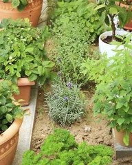 Herb 1 – A