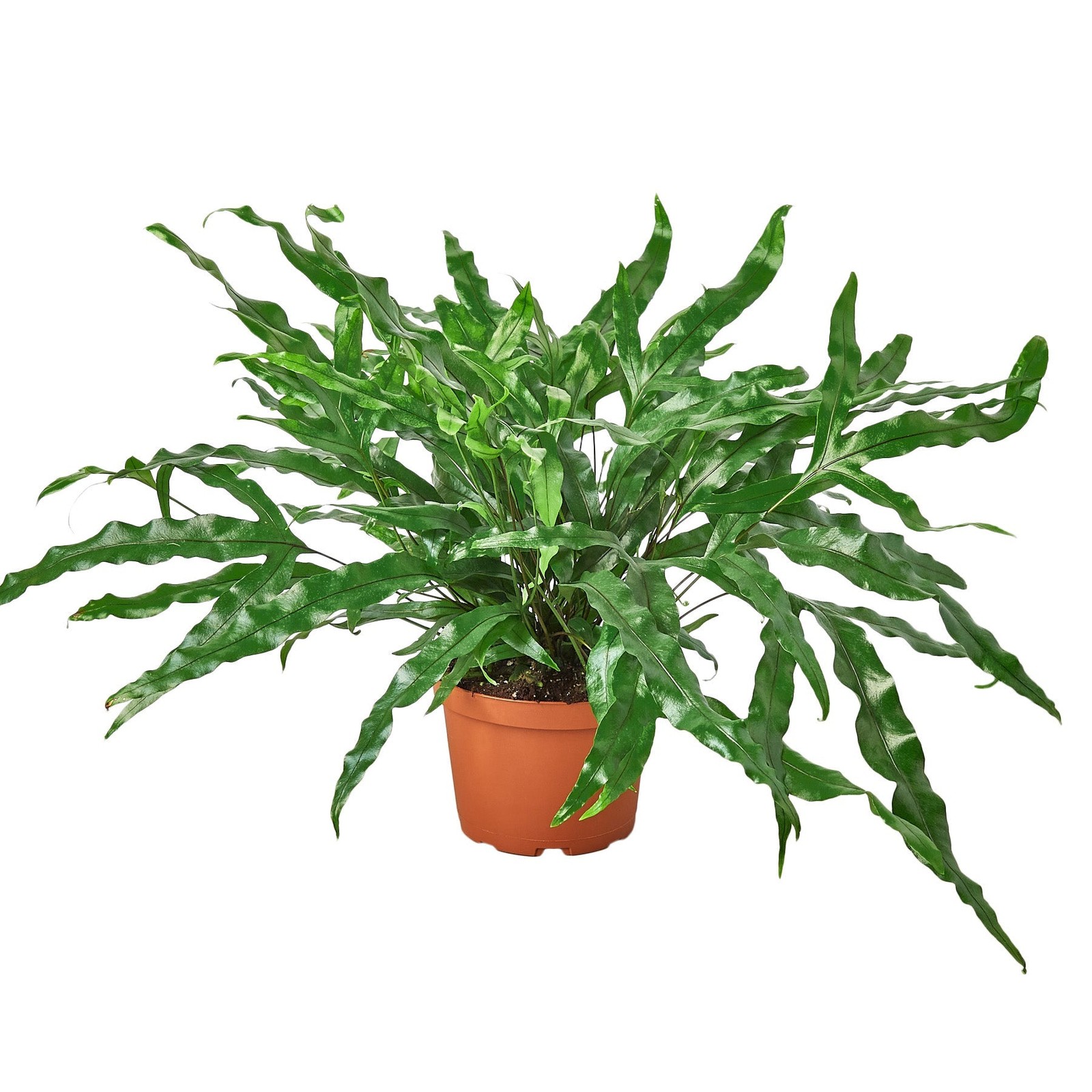 Fern 'Kangaroo Paw' gallery