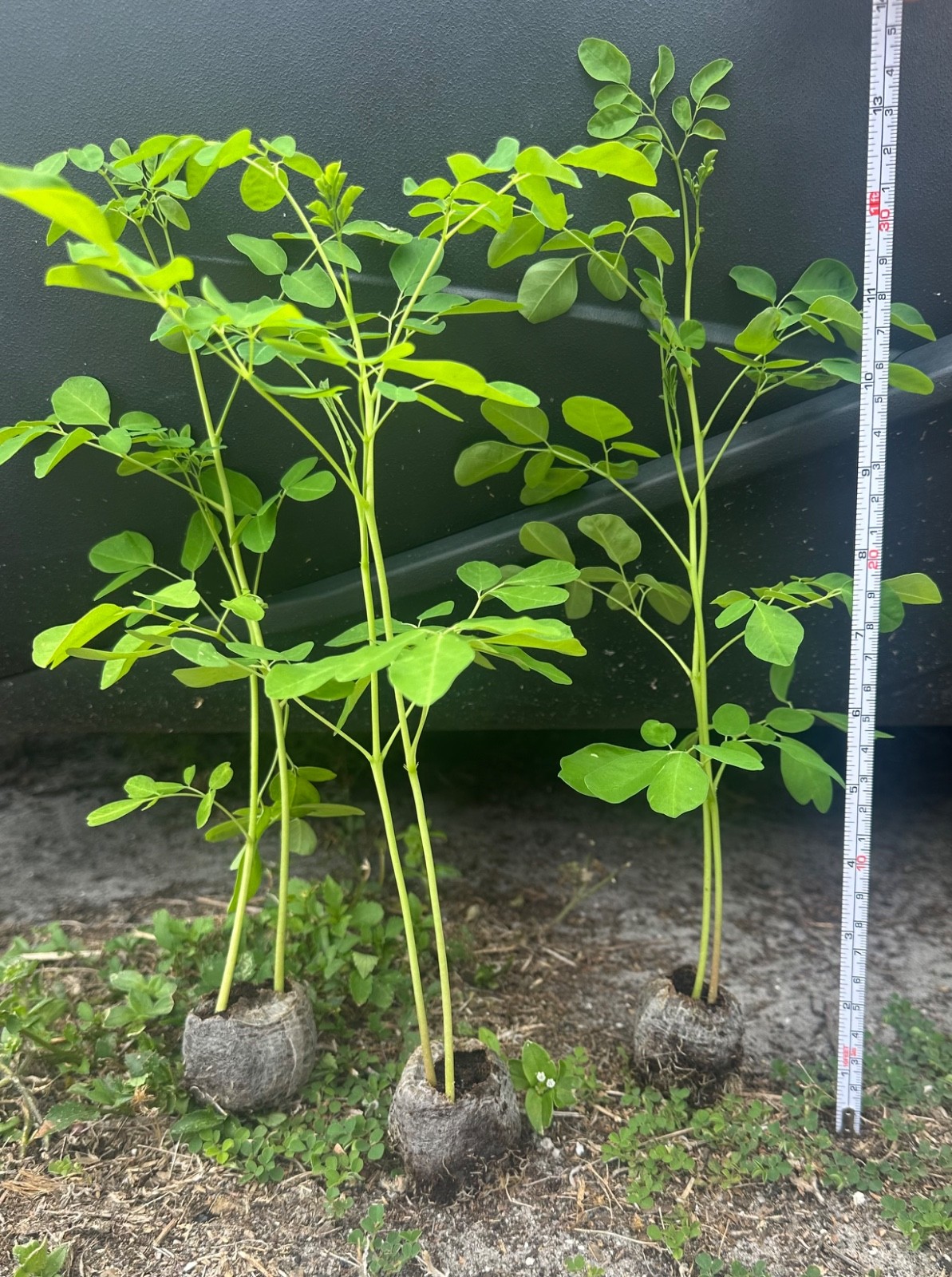 Live Moringa Tree Seedling 11 Inch+ Moringa Oleifera live Miracle Tree Plant gallery
