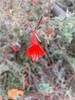 Epilobium canum | California Fuchsia | 20 Seeds gallery