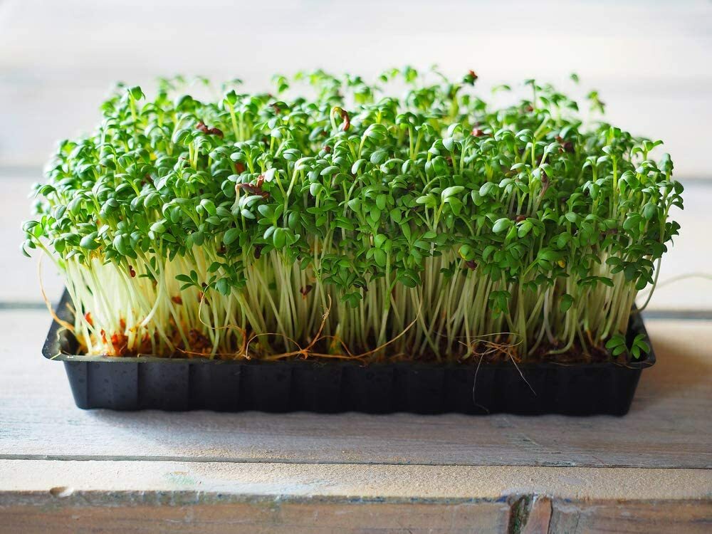 16 oz Cress gallery