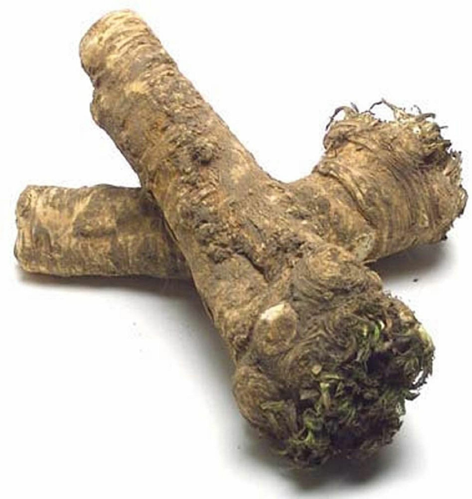Horseradish Root whole, Ready for Eating, Planting. Can't Ship internationally. gallery