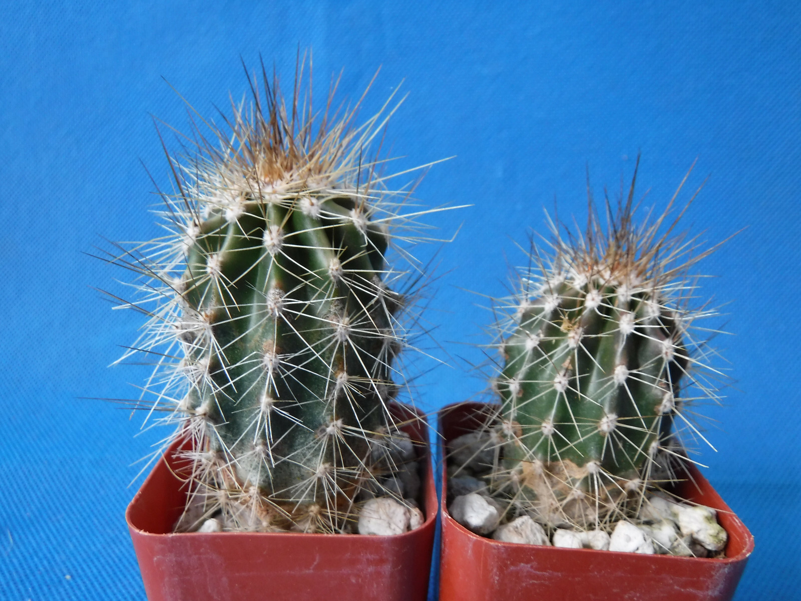 Saguaro Cactus TWO (2!) Nice Spines Carnegiea gigantea 2"-3" Tall AZ Seed Grown gallery