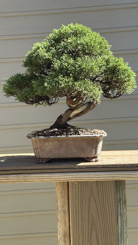 Shimpaku Juniper Twisted Trunk gallery