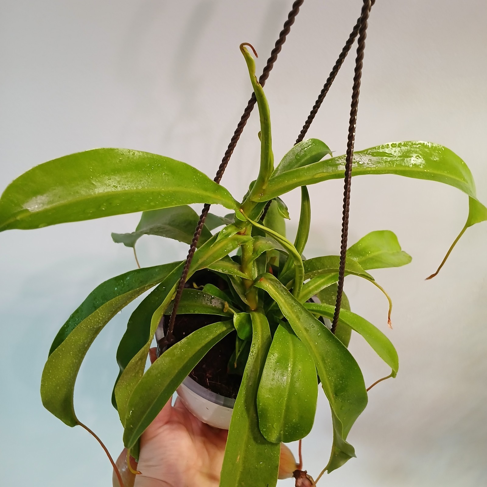 Pitcher Plant gallery