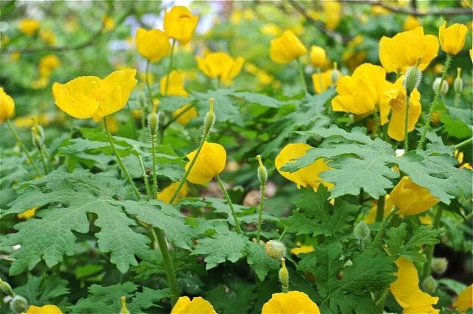CELANDINE POPPY 5 bulb (Stylophorum eiphyllym gallery