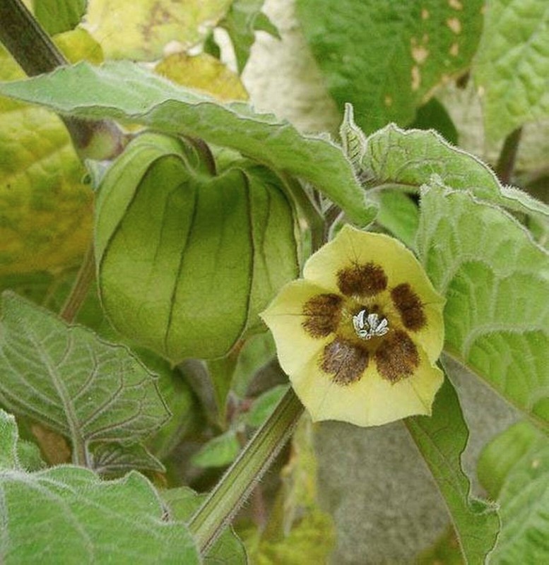 Physalis peruviana 'Colombia Select' = Greater Physalis - Inca Berry - 50 seeds gallery