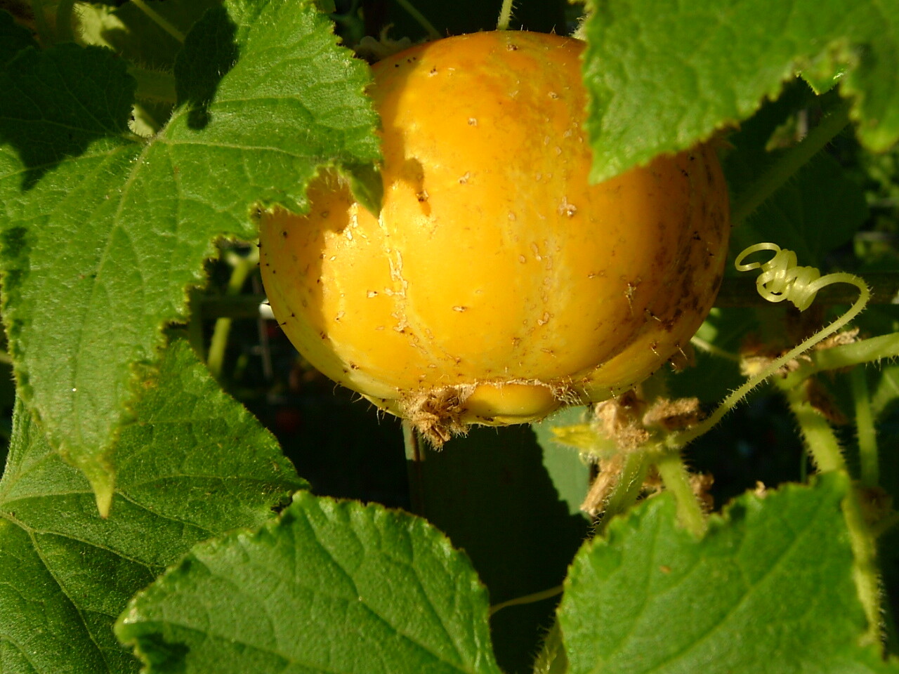 Lemon Cucumber Seeds 50+ Vegetable Garden Heirloom NON-GMO USA FREE SHIPPING gallery