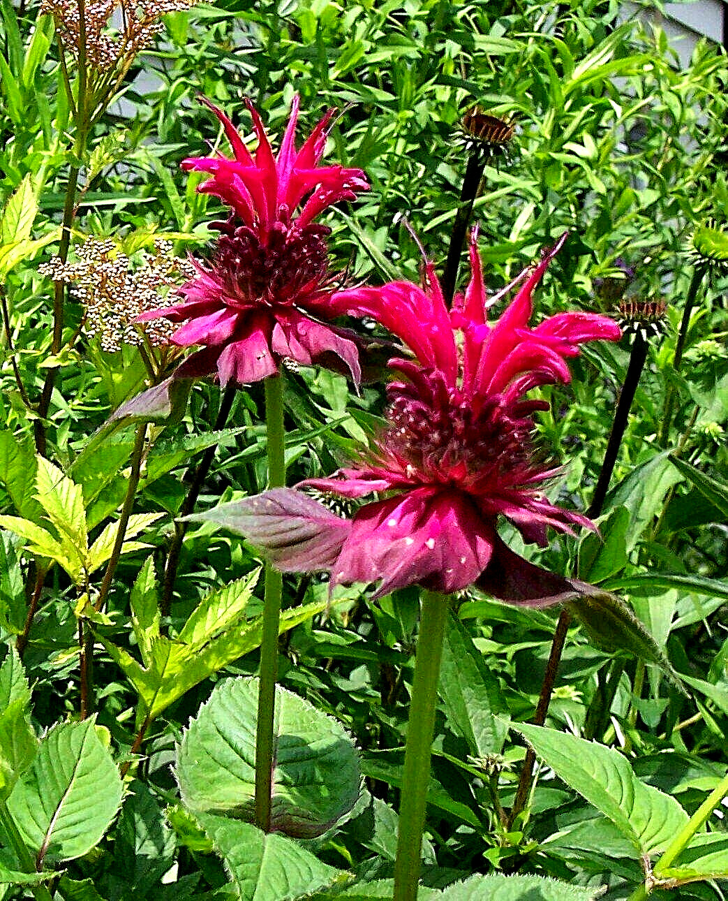 3 Monarda Raspberry Wine Bee Balm Mature Plants Hummingbird Butterfly Bee gallery