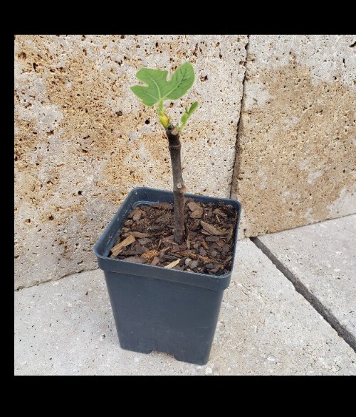 Fig Trees Well Rooted - Starters- Ficus carica - Live Plant gallery