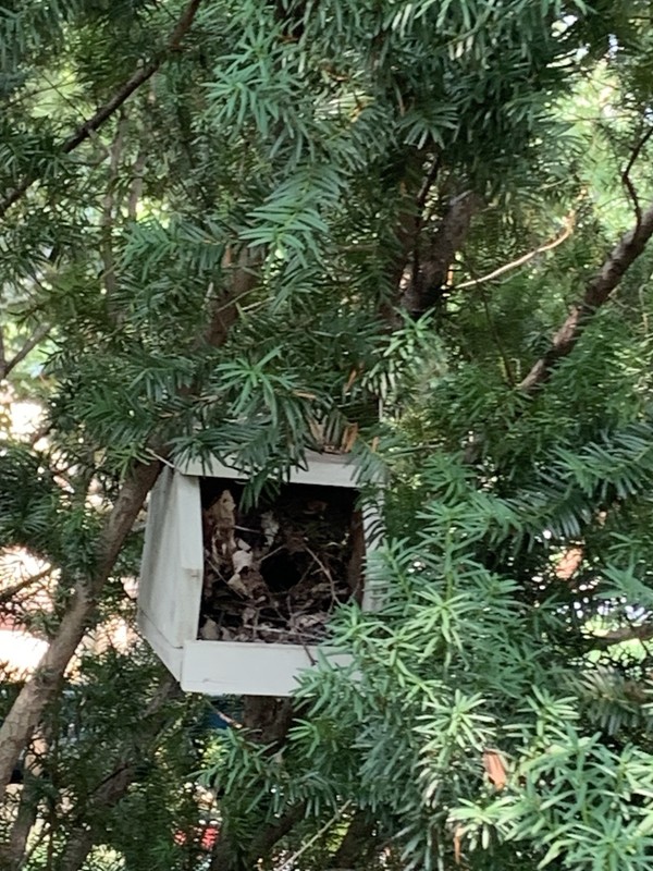 Cedar Robin Cardinal Dove Nesting Box roasting Platform Wood ￼ gallery