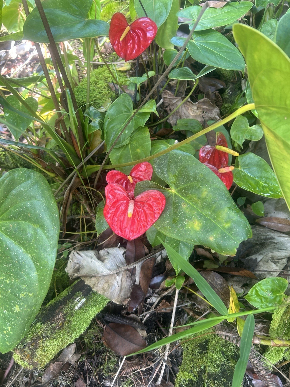 Anthurium Bright Red Tropical Potted Seedling Green Broadleaf Indoor Medium Sun gallery