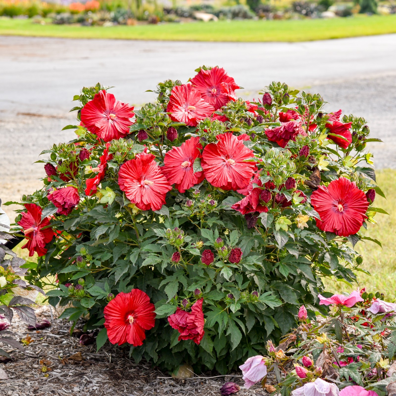 bush hibiscus GARNET GLOBES new flower hardy 2.5" pot = 1 Live Potted Plant gallery