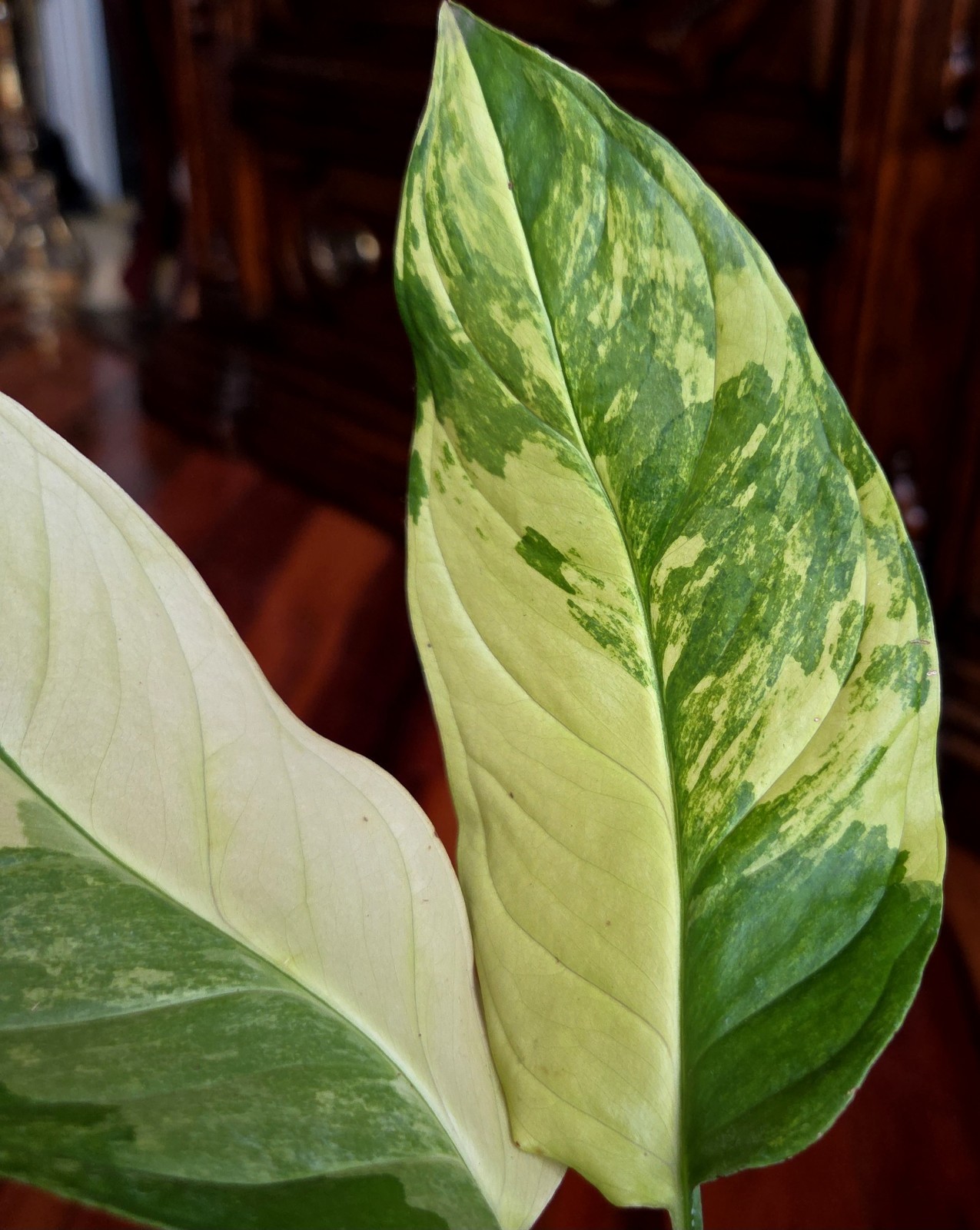 Rare Monstera Obliqua Mayuna Variegated 11" Tall Not Philodendron Anthurium gallery