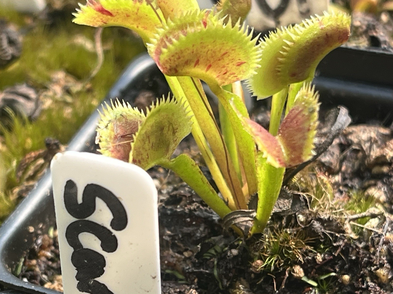 Dionaea Muscipula Scarlatine Variegated Venus Flytrap Live Potted Plant gallery