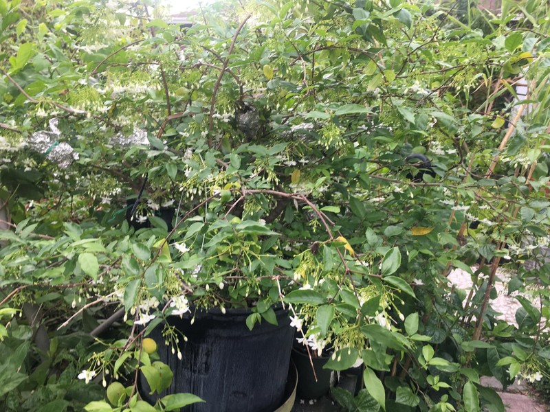 Wrightia religiosa, Water jasmine, Benth, Mok Plant gallery