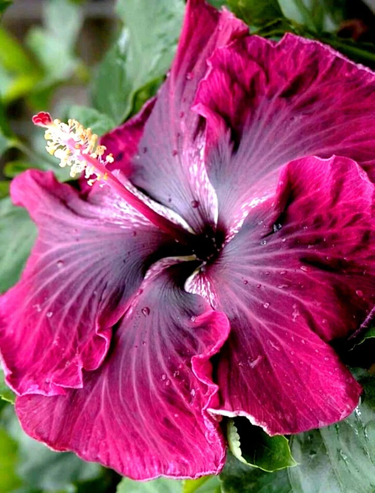 🌺🌺 MADAGASCAR hibiscus MOSCHEUTOS mallow Malvaceae STARTER Live PLANT US ship gallery