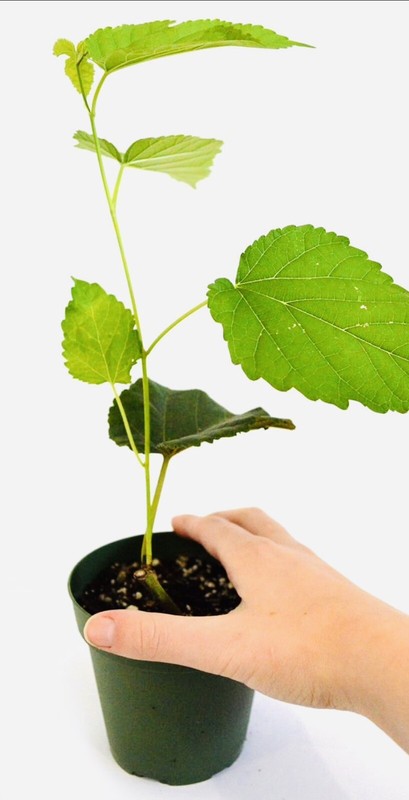 1 PACK 4” POT DWARF MULBERRY TREE GREENHOUSE BEST GIFT LIVE PLANT GUARANTEED gallery