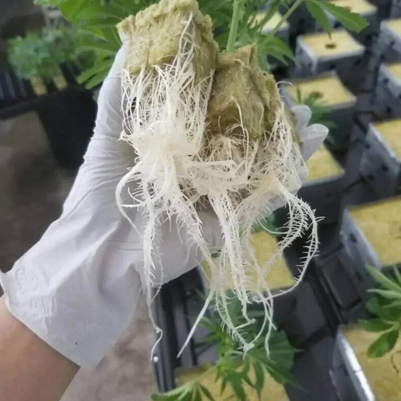 Stonewool Hydroponic Grow Media Cubes Plant Cube Soilless Substrate Seeded Plant gallery