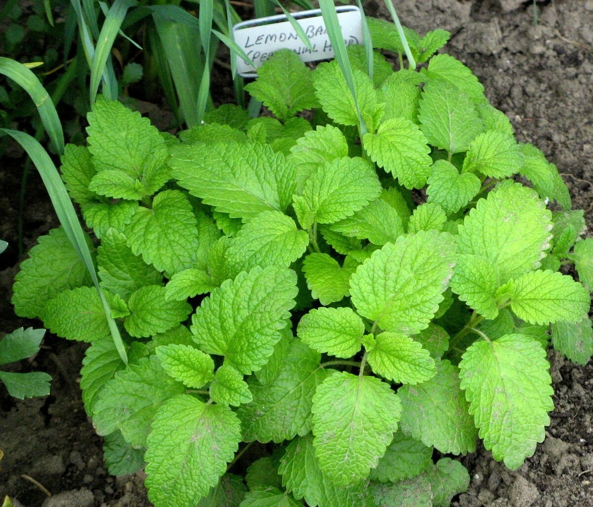 150 LEMON BALM HERB SEEDS ~ 2026 ~ heirloomseedguy ~ USA gallery