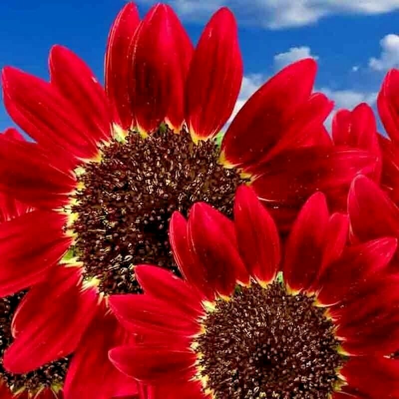 75+ RED SUN RARE SUNFLOWER SEEDS FLOWERS BEAUTIFUL TALL CUT NON-GMO HEIRLOOM USA gallery