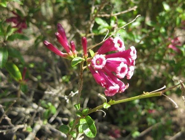 Cestrum elegans | Bastard Jasmine | Red Cestrum | 10 Seeds gallery