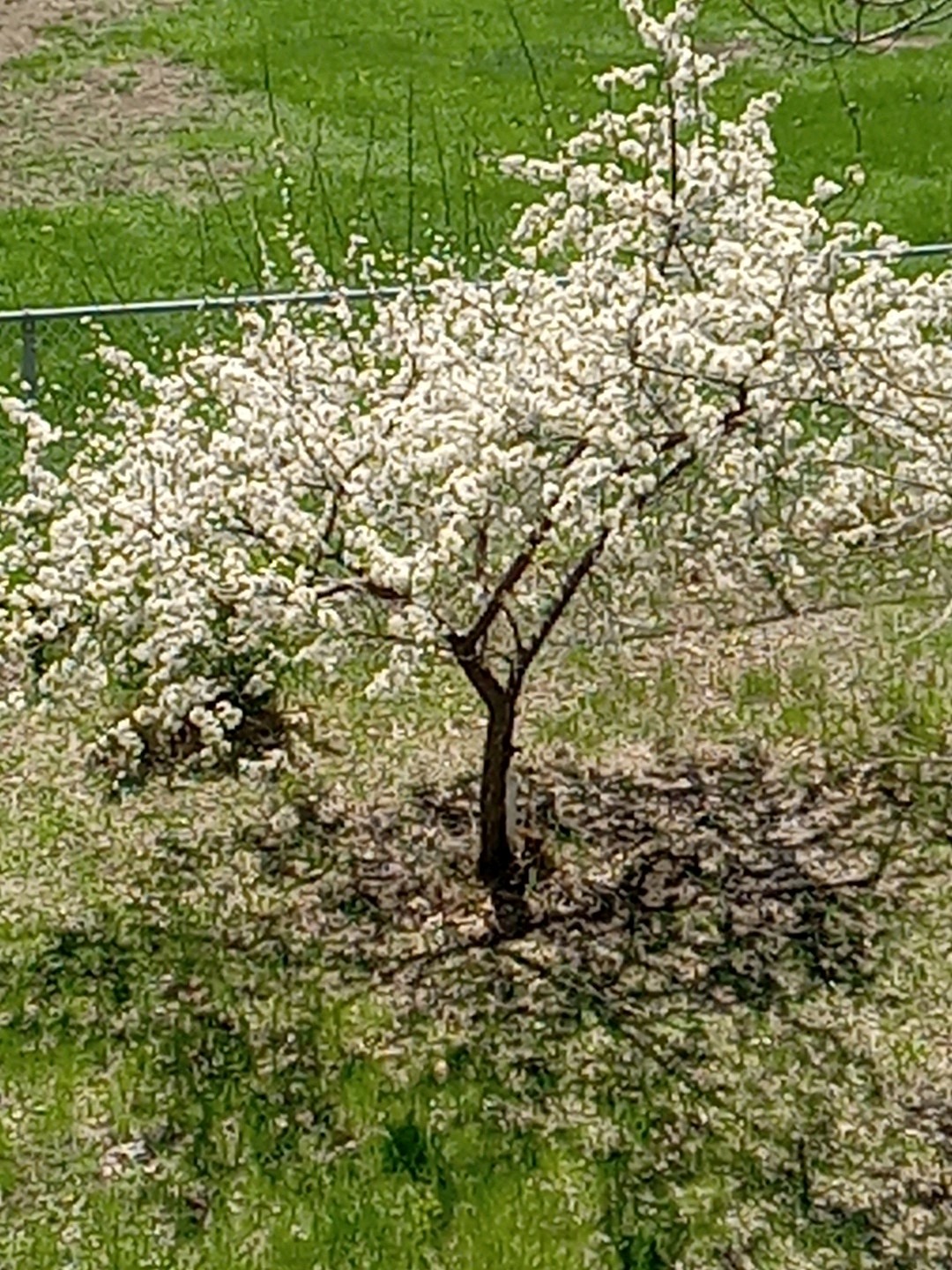 Live SMALL Plum Tree USA Garden 2-9 Zone gallery