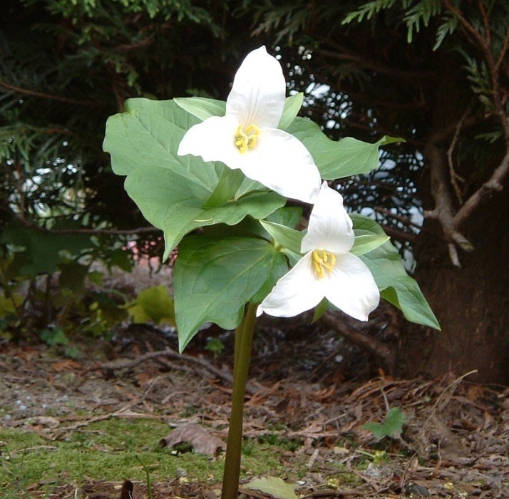 White Trillium 20 bulbs gallery