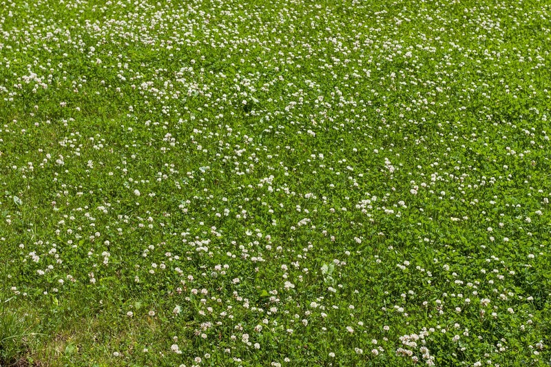 2000 MICROCLOVER Dwarf Miniature Trifolium Repens White Flower Clover Lawn Seeds gallery