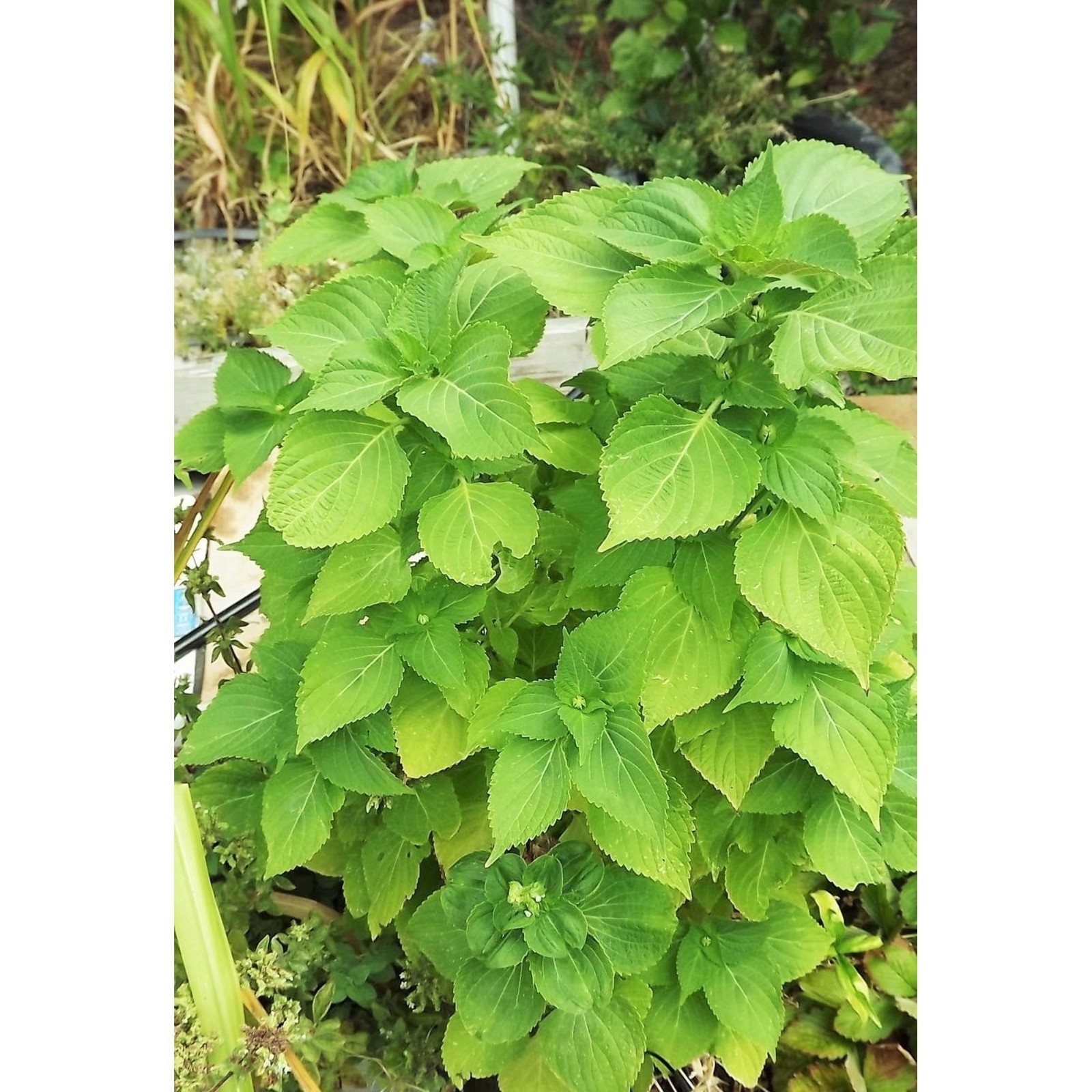 150 Green Shiso Seeds, Perilla, Beefsteak Plant * organically grown FREE S/H gallery