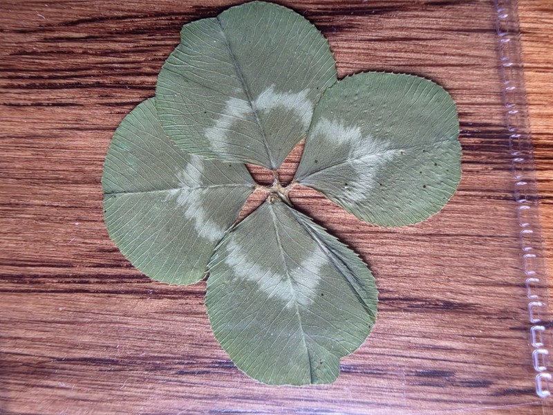 🍀RARE REAL 4 Leaf Clover 🍀 Hand picked - GREAT Gift -REAL - LUCKY 🤩 gallery
