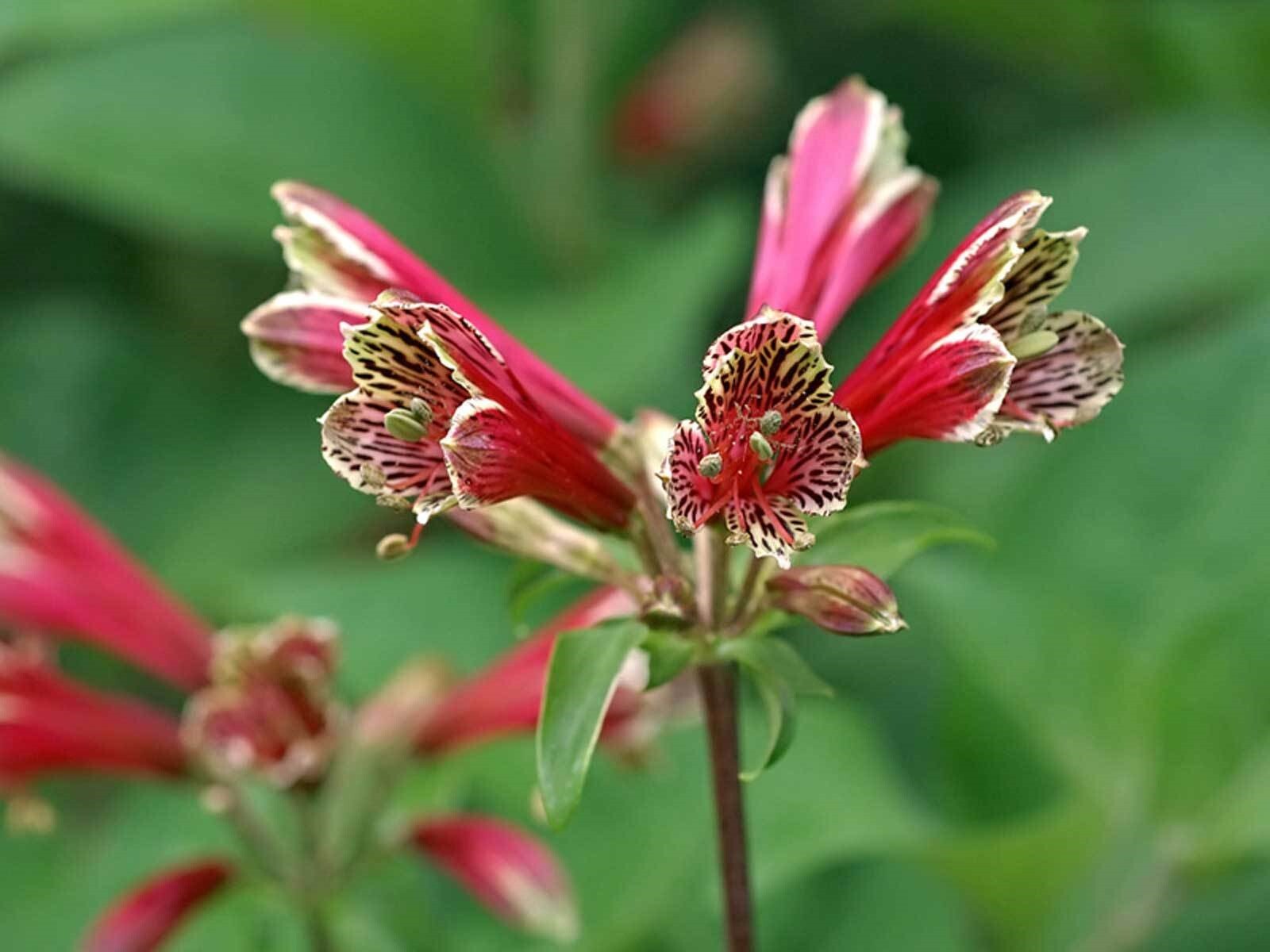 Alstroemeria psittacina | Peruvian lily | Parrot flower | 10_Seeds gallery