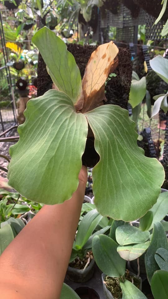 Platycerium Angolense Rare Exotic Tropical Indor Outdor Plant gallery