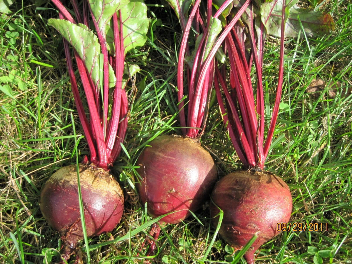 400+ Seeds Beetroot Detroit Dark Red Beet(Beta vulgaris) Vegetable Free Ship #20 gallery