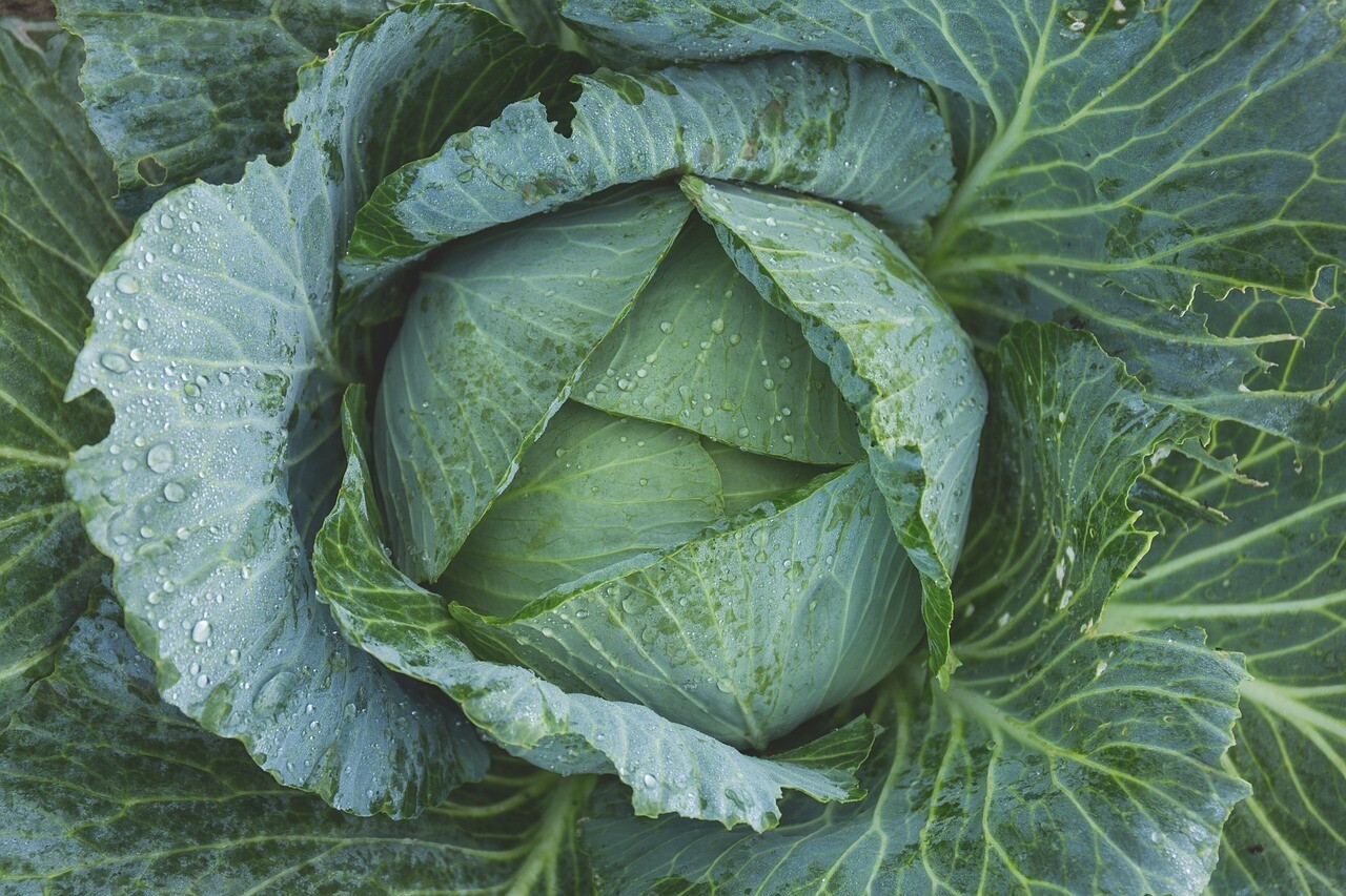 Late Flat Dutch Cabbage Seeds, Cabbage Wraps, NON-GMO, Heirloom, FREE SHIPPING gallery