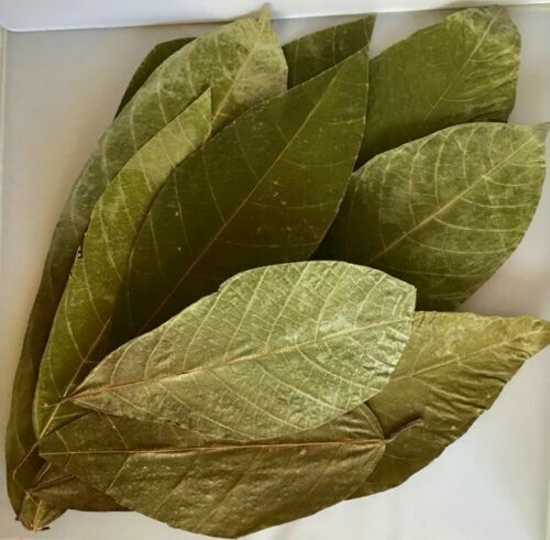 Cocoa Leaves| Ceylon, Dried Leaf| Chocolate, Theobroma Cacao| 100% Pure, Organic gallery