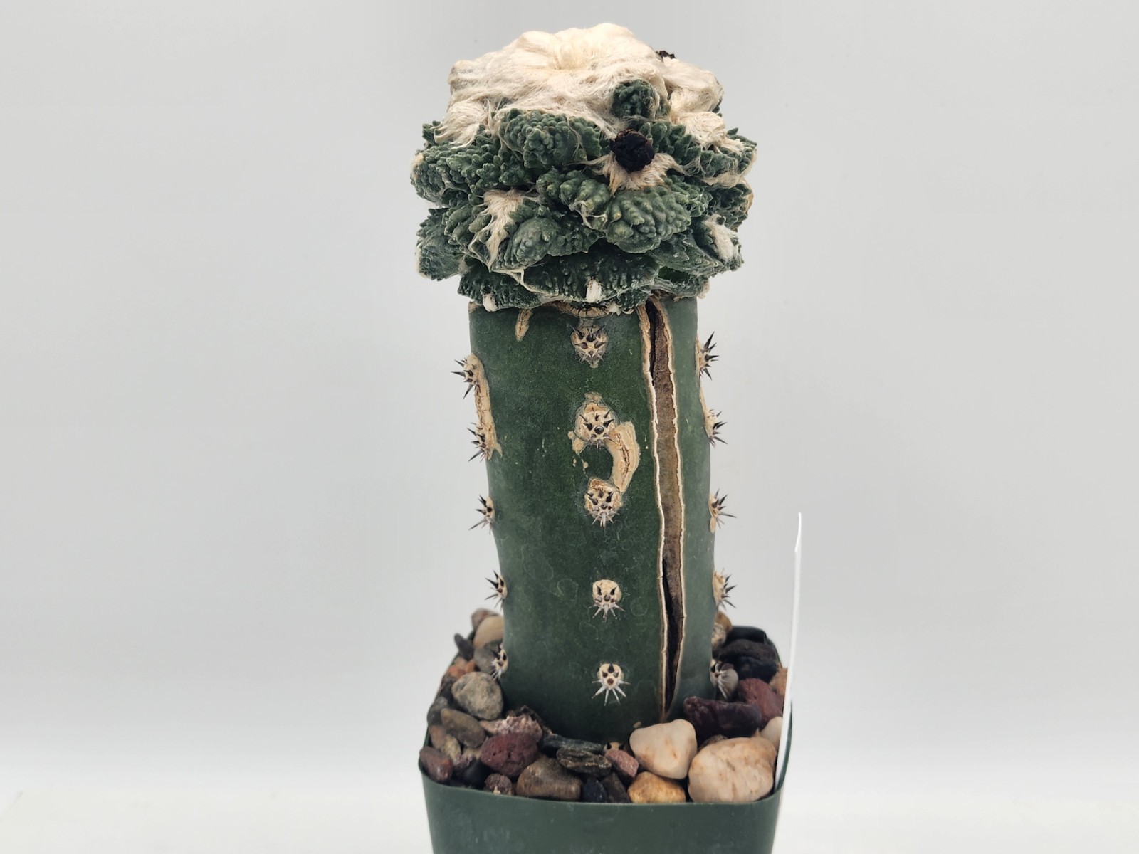 A. f. cv Godzilla Coral - Grafted gallery