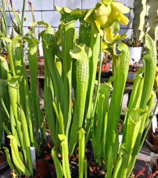 Live Carnivorous Plants - Sarracenia Green Monster (small size) gallery