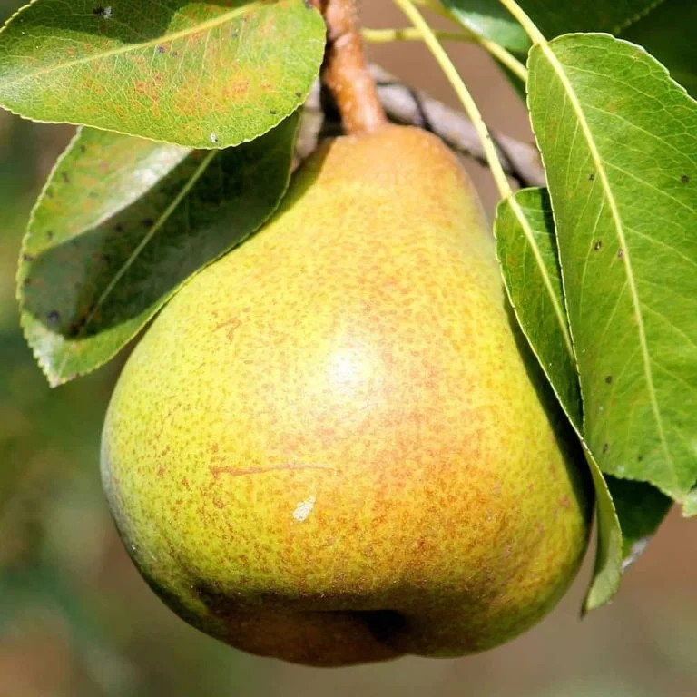 Ayers Pear Grafted Fruit Tree Bare-root gallery