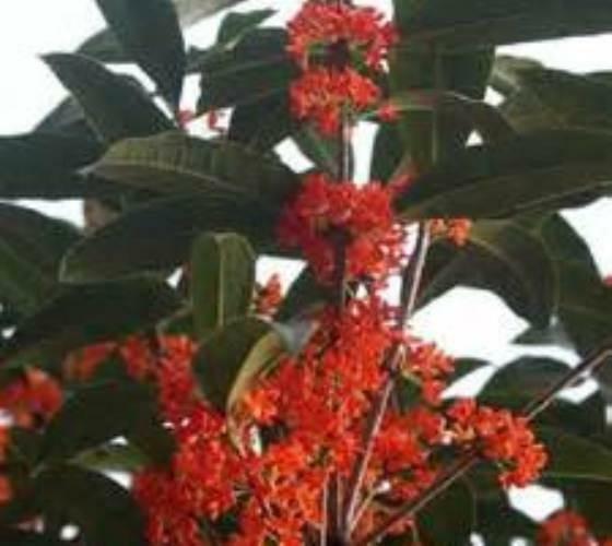 ( 1 ) - Red Flowering Fragrant Tea Olive ( osmanthus ) - Starter Plant ( L4 ) gallery